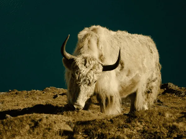 8-off-the-beaten-treks-in-nepal