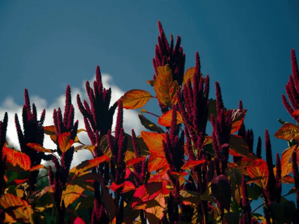 Amaranth Flower Seeon On Manaslu Tsum Valley Trek