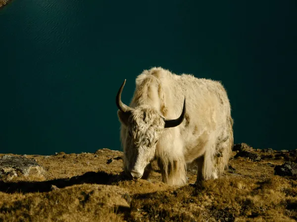 Grazing Yak Near The Gokyo Lake