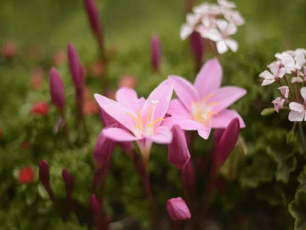 Lily Flower In The Tamang Heritage Trail