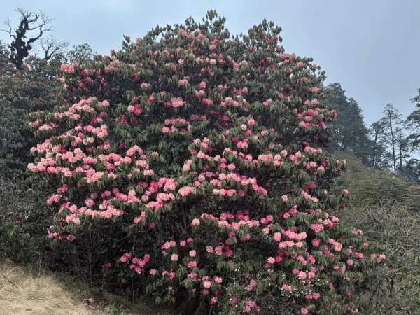 Rhododendron Flowers On The Pikey Peak Trail