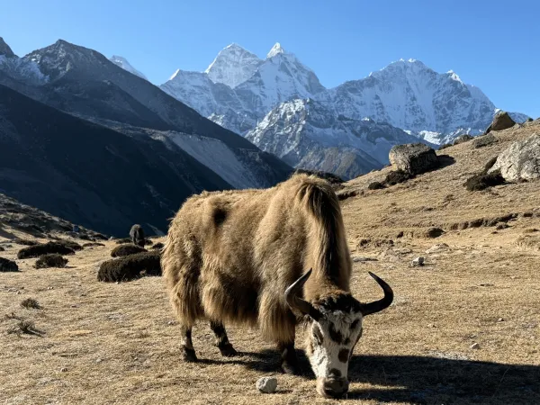 Yak Grazing At Lobuche