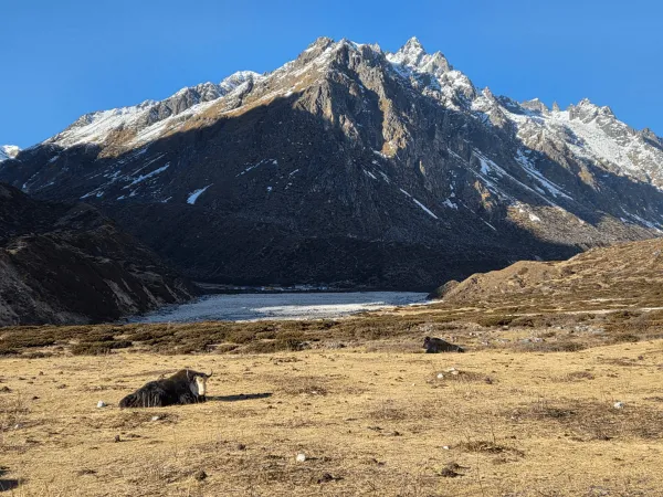 Yak Pasture At Kanchenjunga Trek